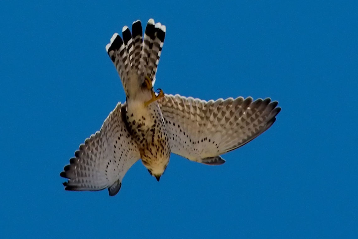 Mad Kestrel coming down Falco newtoni,Geotagged,Madagascar,Malagasy Kestrel,Spring