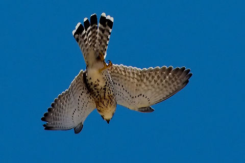 Mad Kestrel coming down Falco newtoni,Geotagged,Madagascar,Malagasy Kestrel,Spring