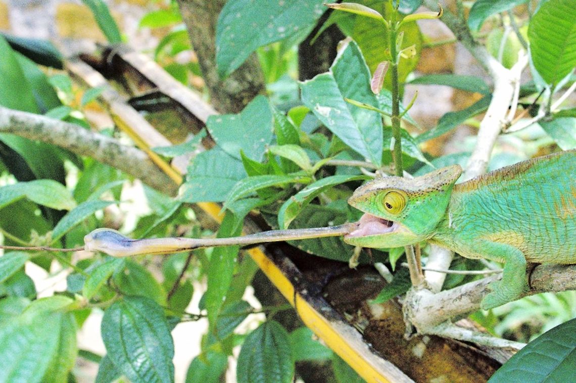 Calumma parsonii at work Chameleon shooting its tongue Calumma parsonii,Geotagged,Madagascar,Parsons chameleon,Spring