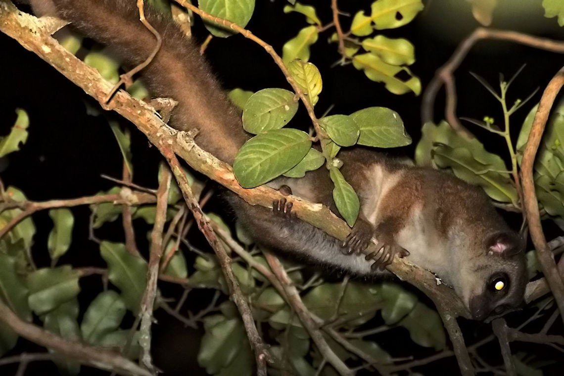 Greater Dwarf Lemur during night walk Cheirogaleus major,Geotagged,Greater dwarf lemur,Madagascar,Spring