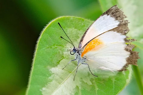 unknown butterfly seen at Mitsinjo NP Butterfly,Geotagged,Madagascar,Spring
