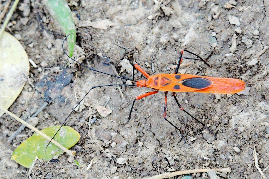 Macrocheraia grandis Unknown Bug in India seen at Diphlu Lodge Kaziranga NP Assam, India Geotagged,India,Kaziranga,Macrocheraia grandis,Spring,insect in assam