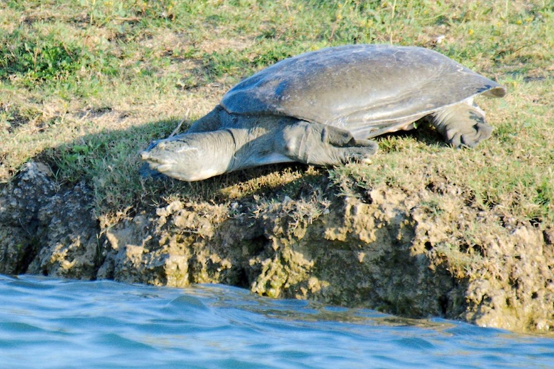 Indian Softshell Turtle seen at Chambal River NP Chambal River,Geotagged,India,Nilssonia gangetica,Winter,indian softshell turtle