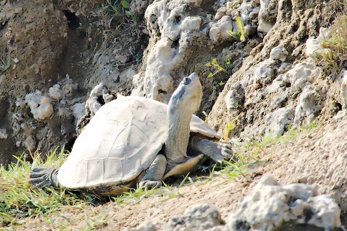 Indian Tent_Turtle seen at Chambal River NP Chambal,Geotagged,India,Pangshura tentoria,Winter,indian tent turtle