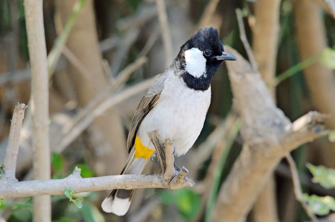 White-eared Bulbul White-eared Bulbul seen in Keoladeo Geotagged,India,Keoladeo,Pycnonotus leucotis,White Eared Bulbul,Winter,bharatpur