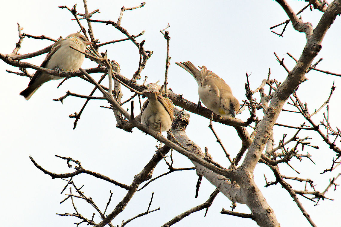 Lesser Whitethroat some of them in a tree at Keoladeo Geotagged,India,Keoladeo,Sylvia curruca,Winter,bharatpur,lesser whitethroat