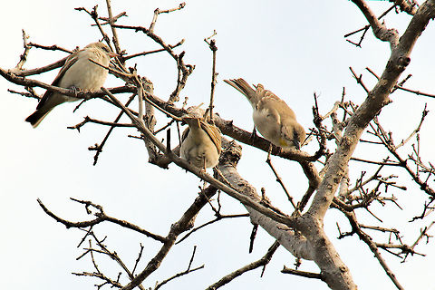 Lesser Whitethroat some of them in a tree at Keoladeo Geotagged,India,Keoladeo,Sylvia curruca,Winter,bharatpur,lesser whitethroat