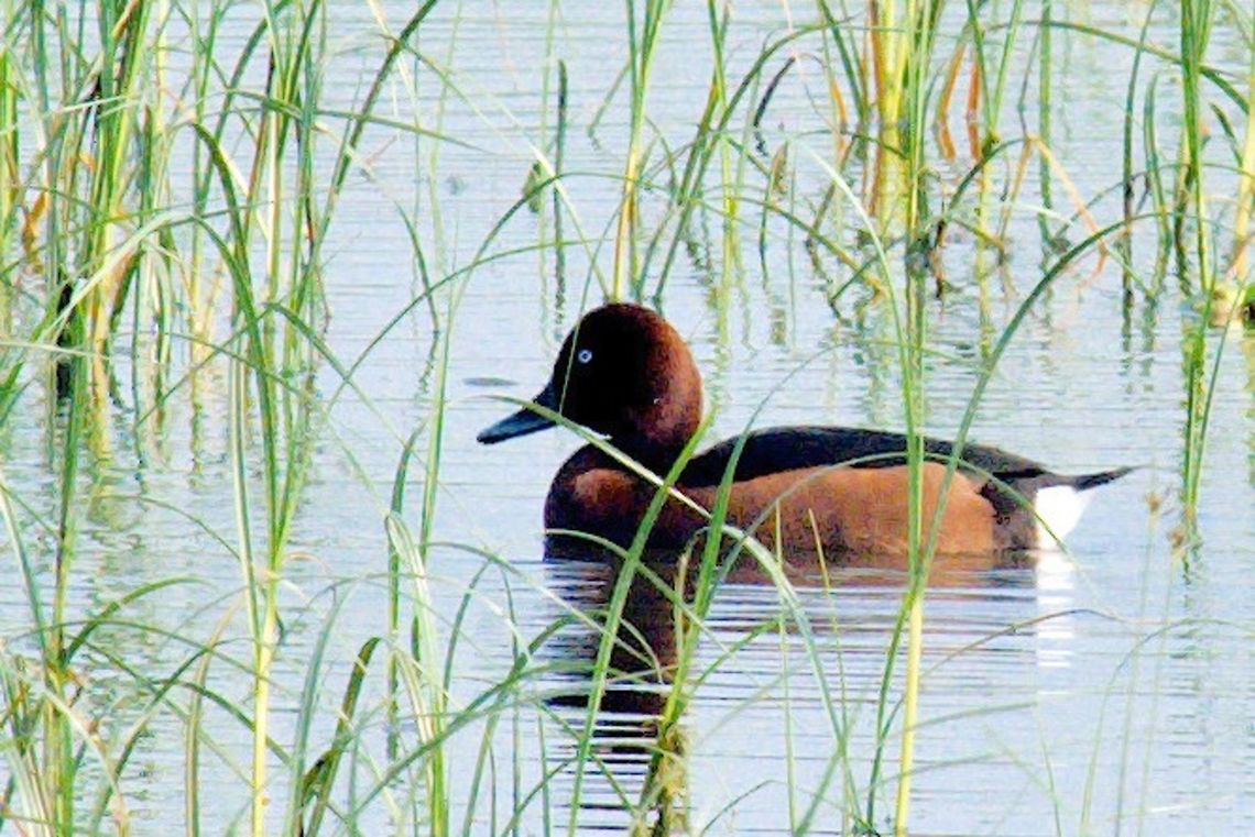 Ferruginous Duck at Keoladeo NP Bharatpur Aythya nyroca,Ferruginous duck,Geotagged,India,Keoladeo,Winter,bharatpur