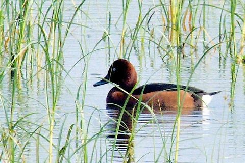 Ferruginous Duck at Keoladeo NP Bharatpur Aythya nyroca,Ferruginous duck,Geotagged,India,Keoladeo,Winter,bharatpur