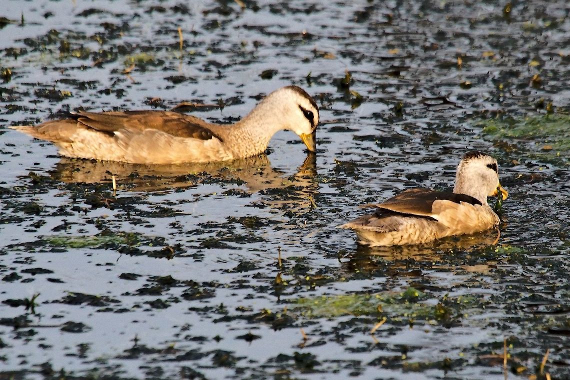 Cotton Pygmy Goose at Keoladeo NP Cotton pygmy goose,Geotagged,India,Keoladeo,Nettapus coromandelianus,Winter,bharatpur