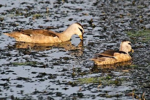 Cotton pygmy goose