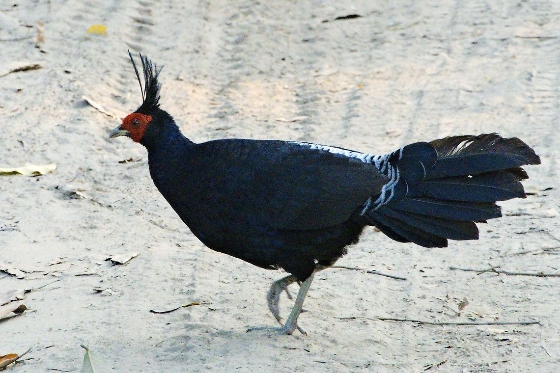 Kalij Pheasant male at Central Range Geotagged,India,Kalij pheasant,Kaziranga,Lophura leucomelanos,Spring