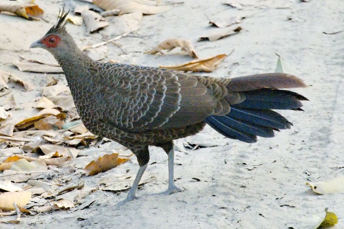 Kalij Pheasant female Geotagged,India,Kalij pheasant,Kaziranga,Lophura leucomelanos,Spring