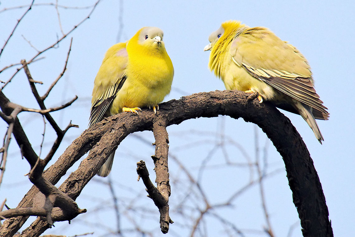 Yellow-legged Green_Pigeon couple in Keoladeo Geotagged,India,Keoladeo,Treron phoenicoptera,Winter,Yellow-footed green pigeon,bharatpur