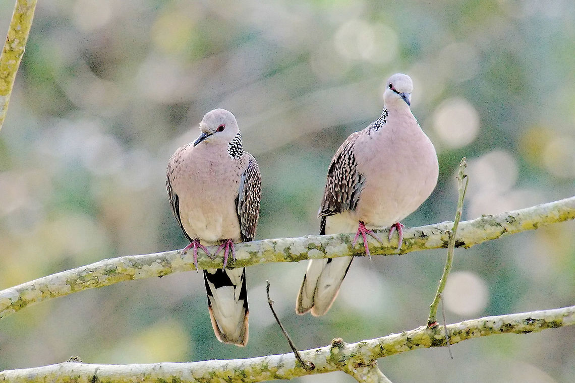 Oriental Turtle Dove couple seen at Western Range Geotagged,India,Kaziranga,Spring,Streptopelia orientalis,oriental turtle dove