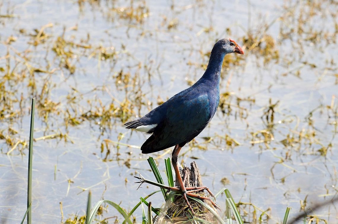 Grey-headed Swamphen former ssp. of Purple Moorhen in Keoladeo Geotagged,Grey-headed swamphen,India,Keoladeo,Porphyrio poliocephalus,Winter