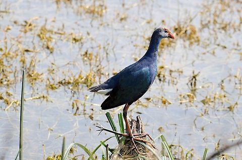 Grey-headed Swamphen former ssp. of Purple Moorhen in Keoladeo Geotagged,Grey-headed swamphen,India,Keoladeo,Porphyrio poliocephalus,Winter