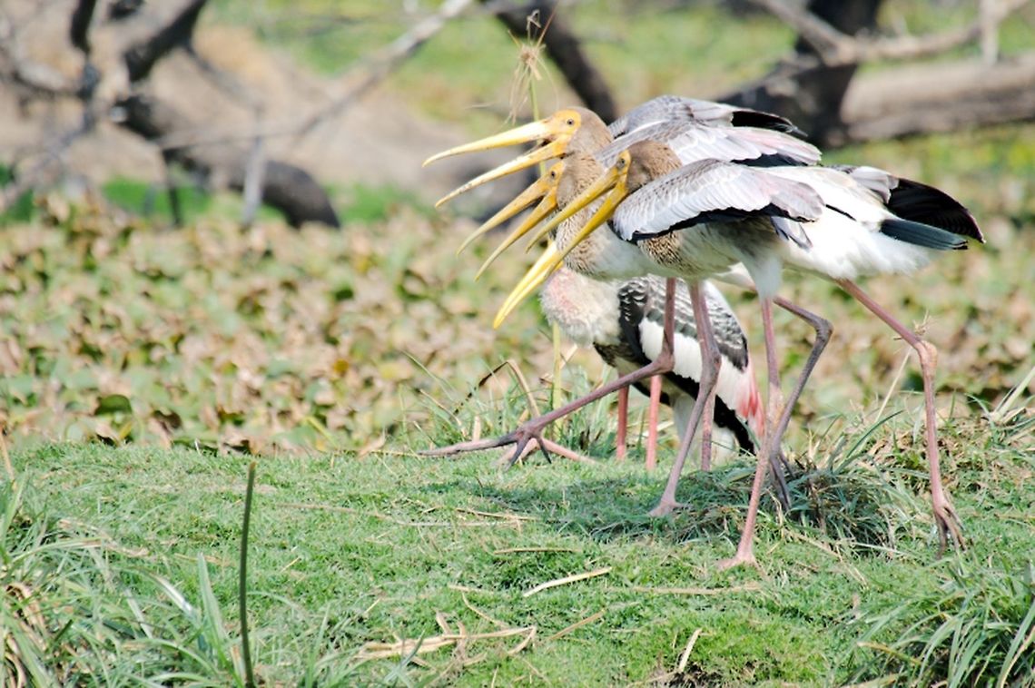 Painted Stork Juveniles claiming food at Keoladeo Geotagged,India,Keoladeo,Mycteria leucocephala,Painted Stork,Winter