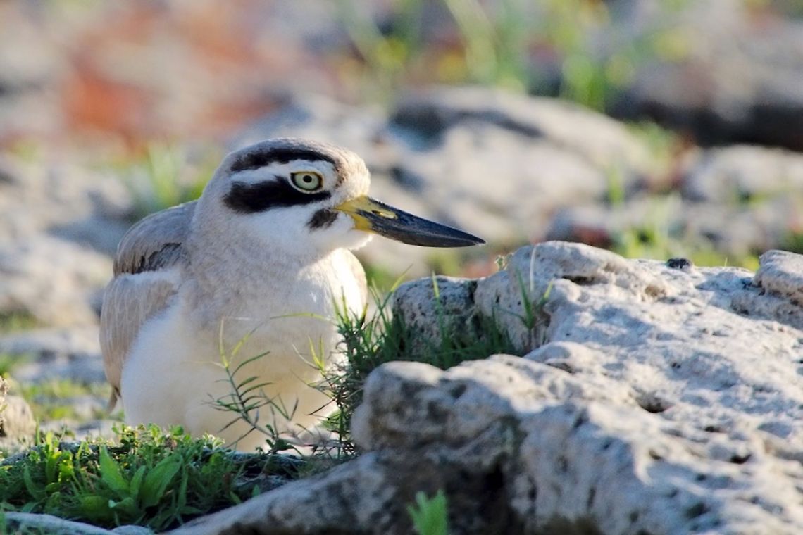Eurasian_stone-curlew  Burhinus oedicnemus,Eurasian stone-curlew,Geotagged,India,Winter