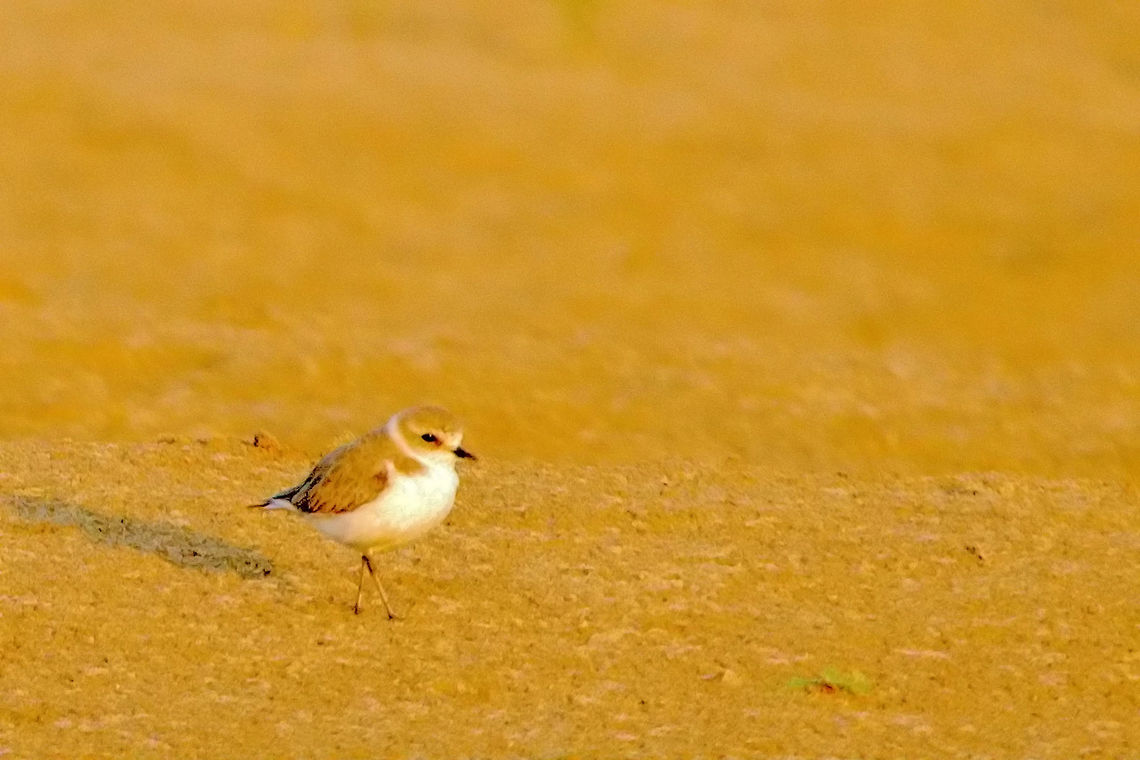 Kentish_Plover  Charadrius alexandrinus,Geotagged,India,Kentish plover,Winter