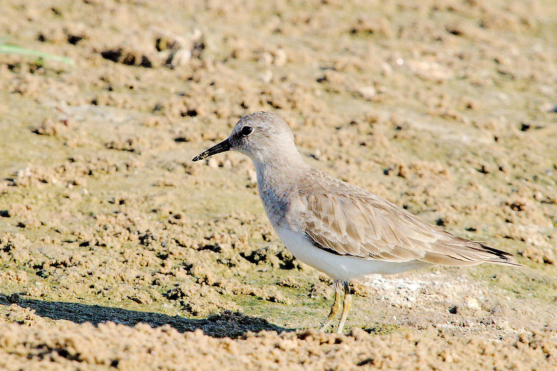 Temminck's Stint  Calidris temminckii,Chambal River,Geotagged,India,Winter,temminck's stint