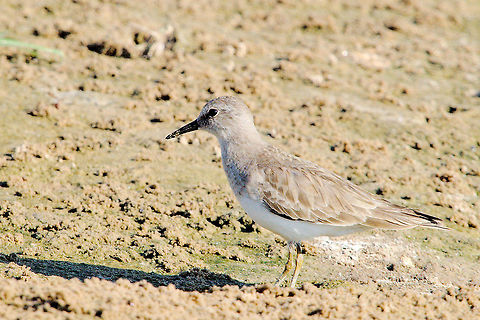 Temminck's Stint  Calidris temminckii,Chambal River,Geotagged,India,Winter,temminck's stint