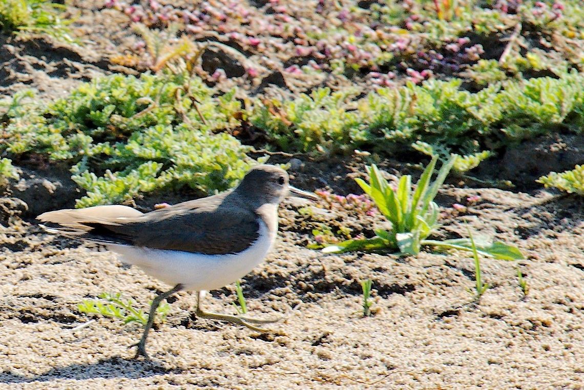 Little Stint  Calidris minuta,Chambal River,Geotagged,India,Little stint,Winter