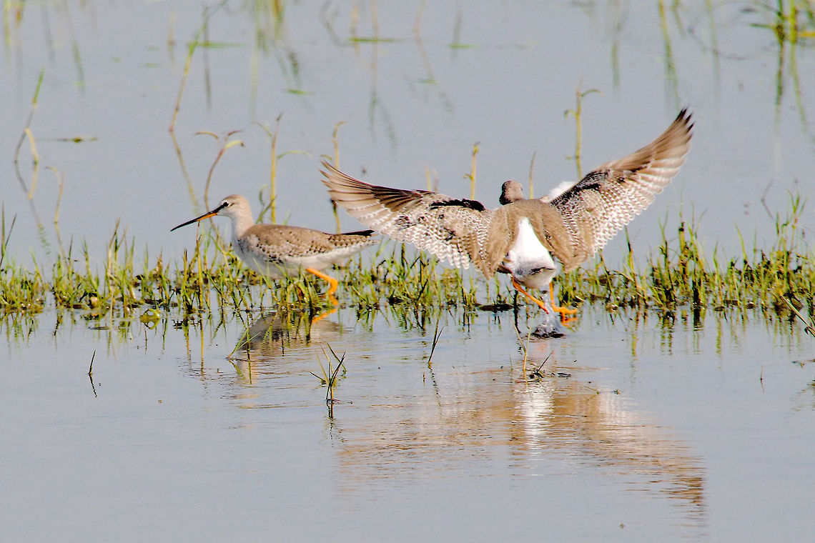 Spotted Redshank, couple just arriving Chambal River,Geotagged,India,Spotted redshank,Tringa erythropus,Winter