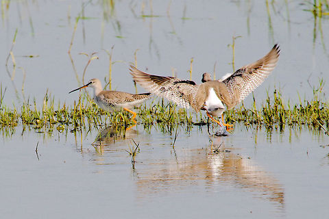 Spotted Redshank, couple just arriving Chambal River,Geotagged,India,Spotted redshank,Tringa erythropus,Winter