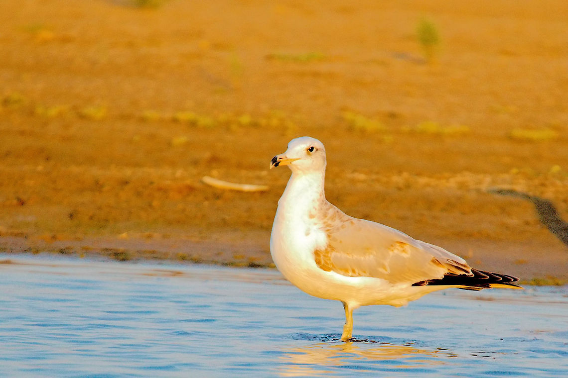 Pallas's Gull, juvenile  Chambal River,Geotagged,Ichthyaetus ichthyaetus,India,Pallass gull,Winter