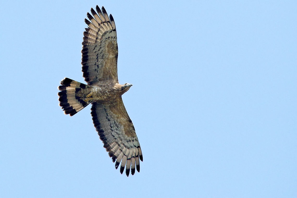 Oriental or Crested Honey Buzzard flying over seen at Chambal Safari Lodge Chambal River,Crested honey buzzard,Geotagged,India,Pernis ptilorhynchus,Winter