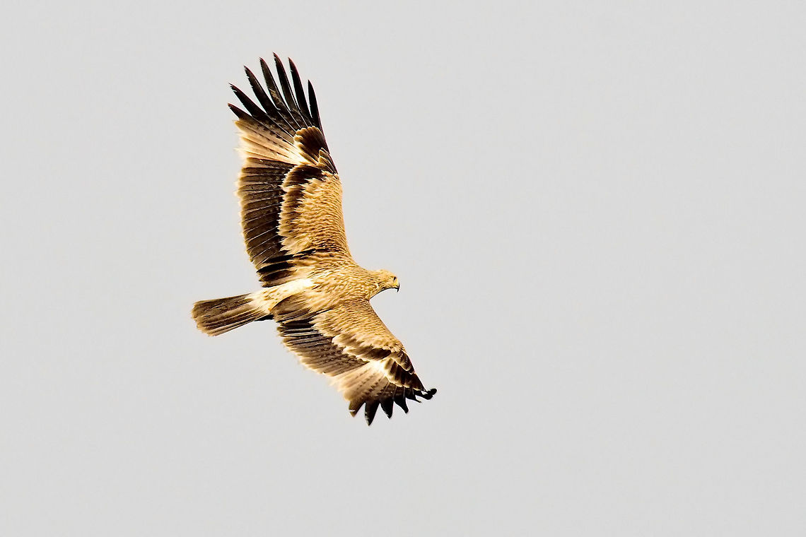 Steppe Eagle flying at Keoladeo NP Aquila nipalensis,Geotagged,India,Keoladeo,Winter,bharatpur,steppe eagle