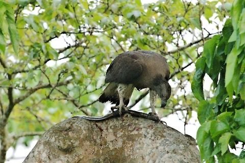 Grey-headed Fish-Eagle with prey seen at Eastern Range, Fish sp. unknown Geotagged,Grey-headed fish eagle,Ichthyophaga ichthyaetus,India,Kaziranga,Spring