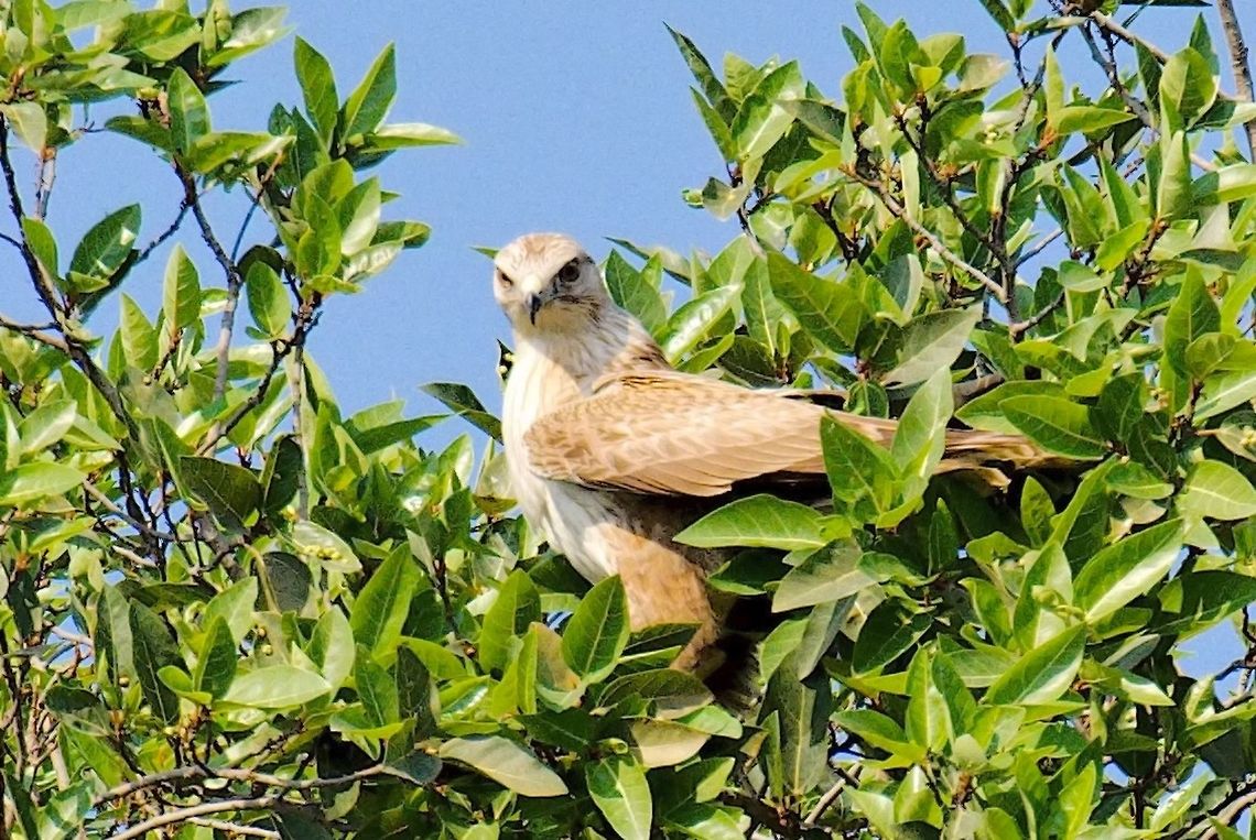 Long-legged Buzzard hiding in a tree  Buteo rufinus,Chambal,Geotagged,India,Long-legged Buzzard,Winter