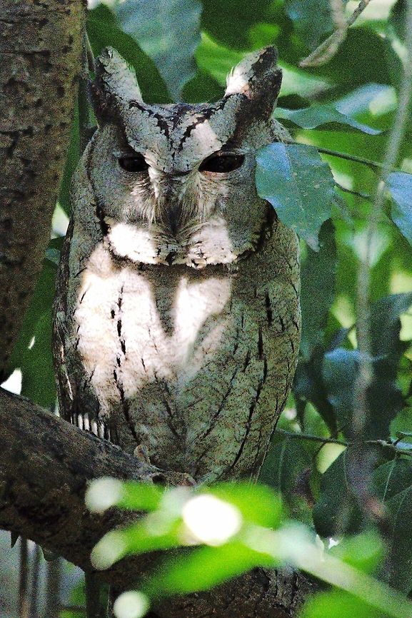 Indian Scops Owl at Chambal Safari Lodge Chambal River,Geotagged,India,Indian Scops Owl,Otus bakkamoena,Winter