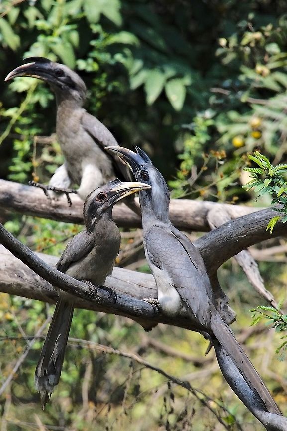 Grey Hornbill, Triple seen at Keoladeo NP Geotagged,India,Indian Grey Hornbill,Keoladeo,Ocyceros birostris,Winter,bharatpur
