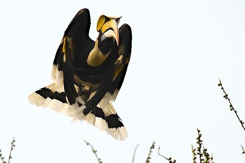 Great Indian Hornbill flying off at Kaziranga Far Western Range Buceros bicornis,Geotagged,Great hornbill,India,Kaziranga,Spring