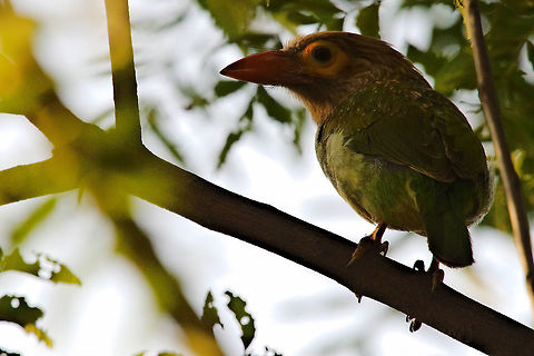 Brown-headed Barbet seen at Chambal Safari Lodge Brown-headed Barbet,Geotagged,India,Megalaima zeylanica,Winter