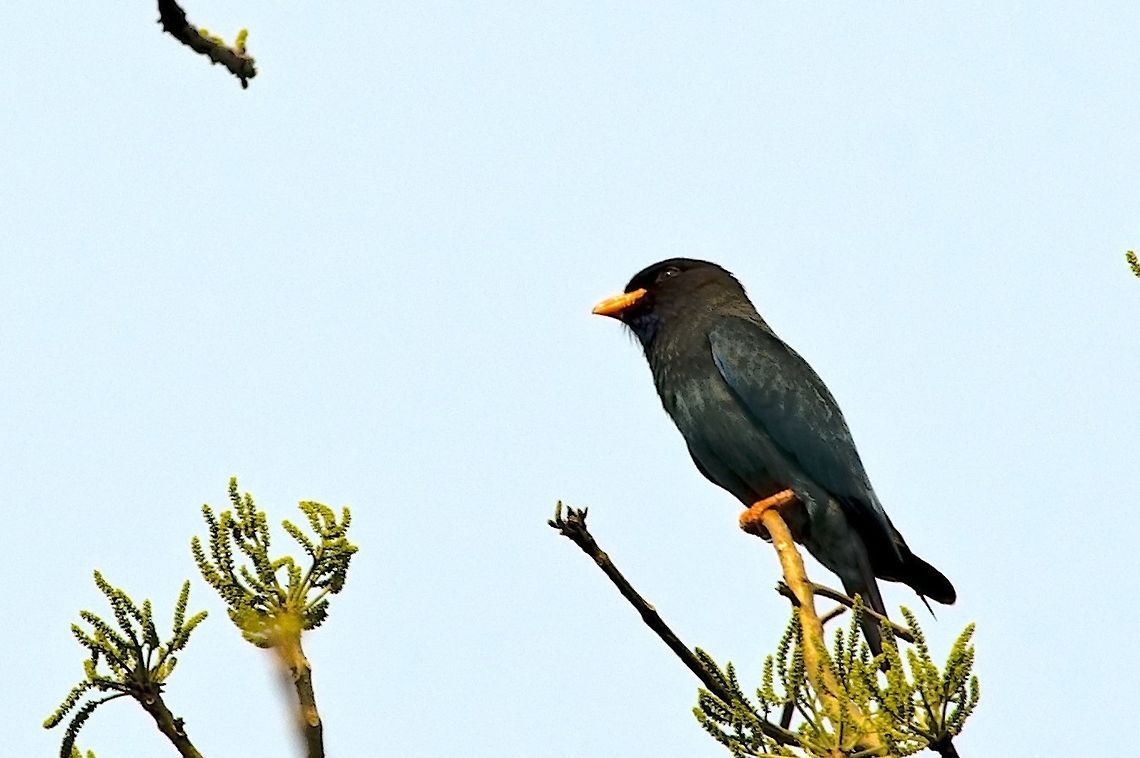 Dollarbird at Far Western Range Dollarbird,Eurystomus orientalis,Geotagged,India,Kaziranga,Spring