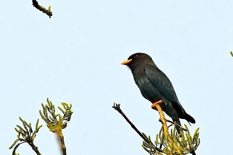 Dollarbird at Far Western Range Dollarbird,Eurystomus orientalis,Geotagged,India,Kaziranga,Spring
