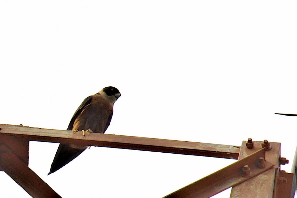 Oriental Hobby at Diphlu River Lodge  Falco severus,Geotagged,India,Kaziranga,Spring,oriental hobby