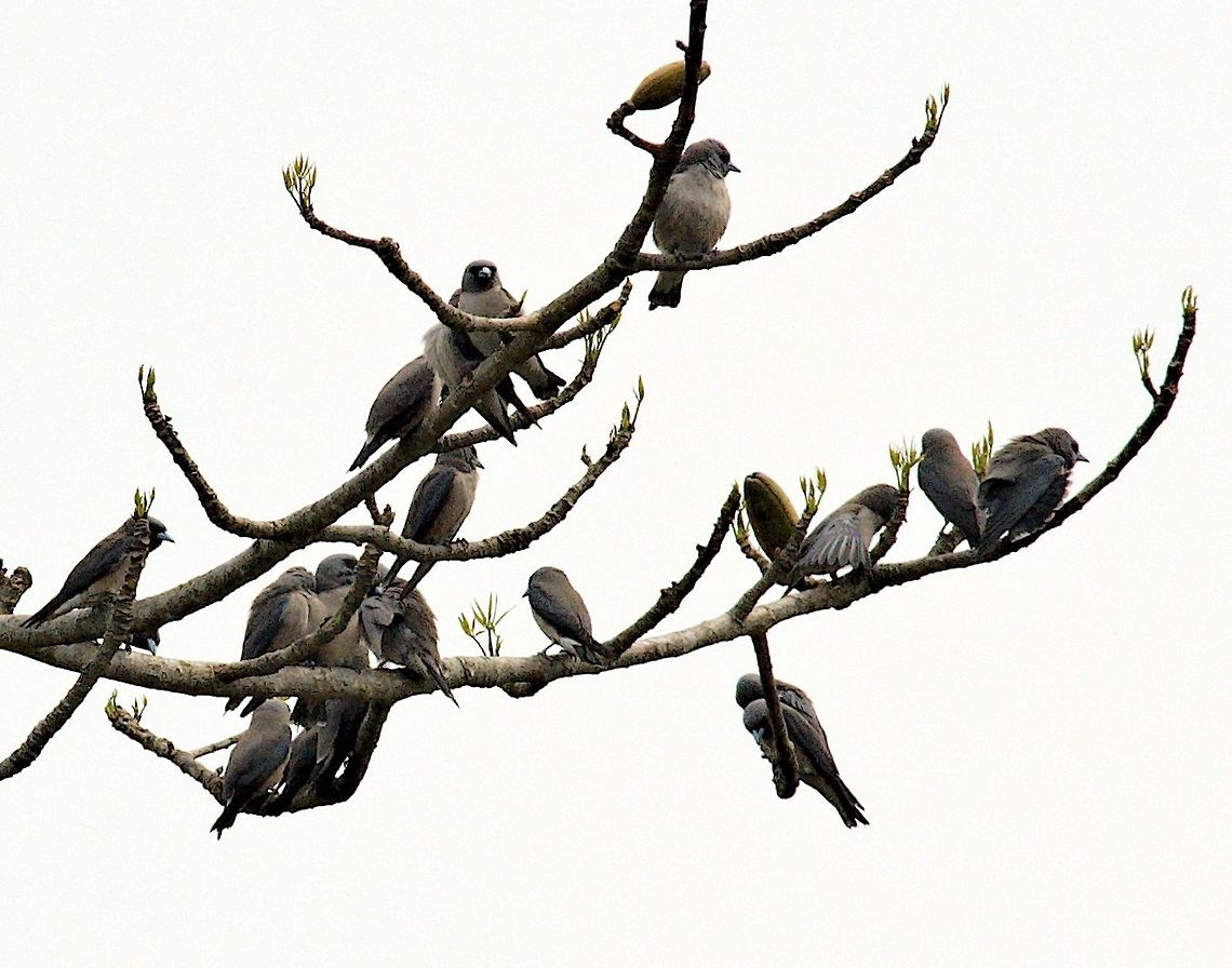 Ashy Wood-Swallows Tree full of seen at Jia Bhoreli River Artamus fuscus,Ashy woodswallow,Geotagged,India,Jia Bhoreli River,Nameri NP,Winter