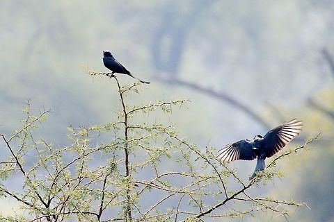Crow-billed Drongo arriving at Keoladeo NP Crow-billed drongo,Dicrurus annectens,Geotagged,India,Keoladeo,Winter,bharatpur
