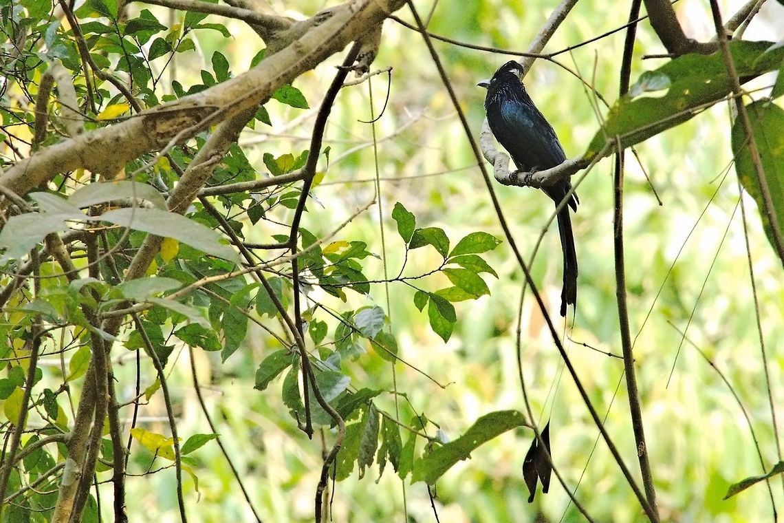 Greater Racket-tailed Drongo at Kanha NP Dicrurus paradiseus,Geotagged,Greater racket-tailed drongo,India,Kanha,Spring