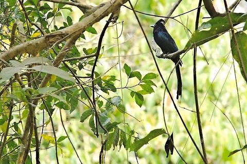Greater Racket-tailed Drongo at Kanha NP Dicrurus paradiseus,Geotagged,Greater racket-tailed drongo,India,Kanha,Spring