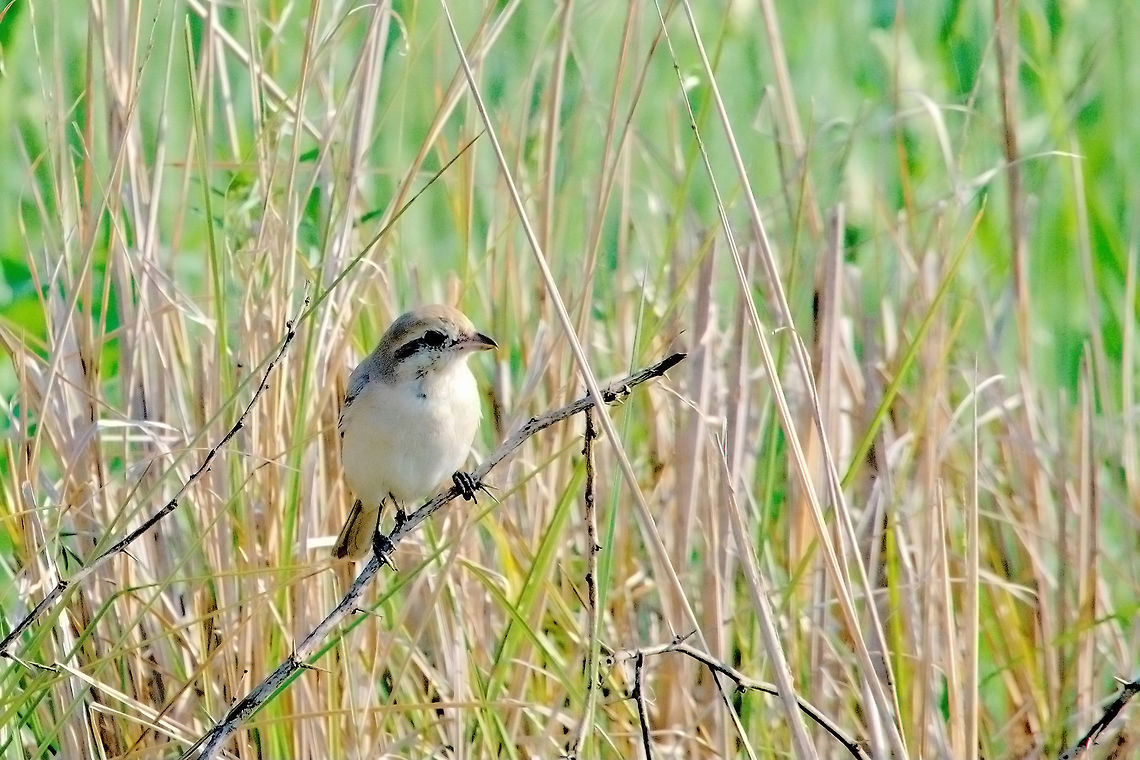 Rufous-tailed Shrike  Geotagged,India,Isabelline shrike,Lanius isabellinus,Winter