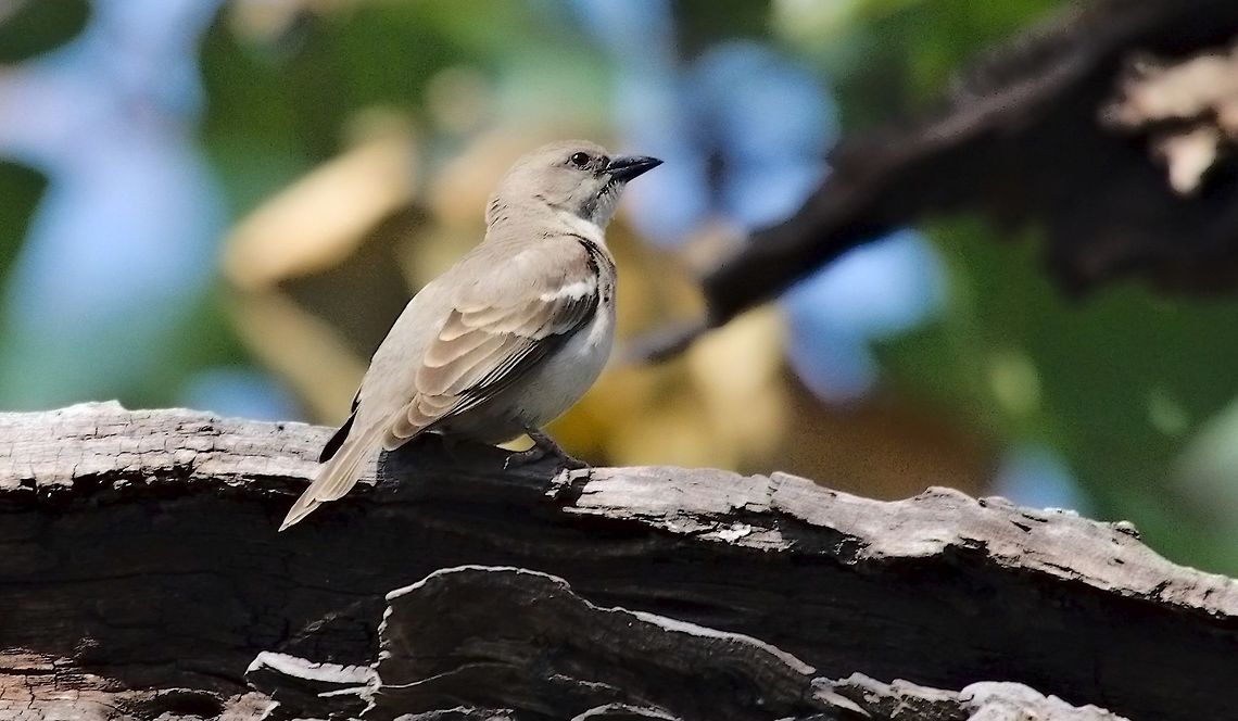 Chestnut-shouldered Petronia seen at Bandhavgarh NP Geotagged,Gymnoris xanthocollis,India,Winter,Yellow-throated sparrow,bandhavgarh