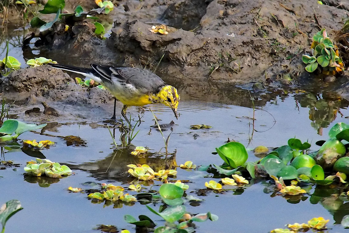 Citrine Wagtail, juvenile seen at Eastern Range Citrine wagtail,Geotagged,India,Kaziranga,Motacilla citreola,Spring