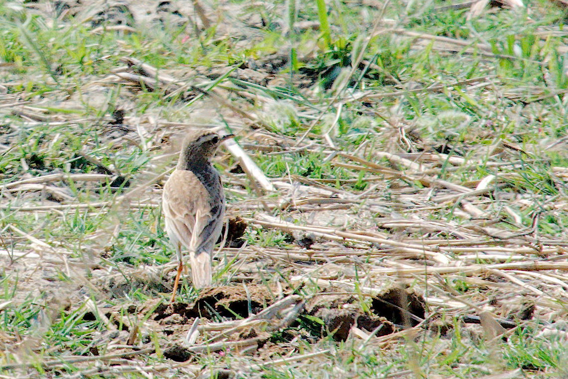 Tawny Pipit  Anthus campestris,Chambal River,Geotagged,India,Tawny pipit,Winter