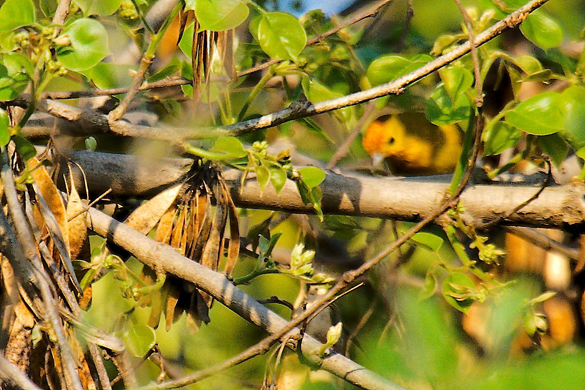 Fire-capped Tit seen at Chambal Safari Lodge. <br />
Not nice, but better than nothing. Cephalopyrus flammiceps,Chambal,Geotagged,India,Winter,fire-capped tit